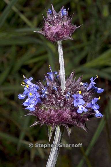 salvia columbariae 6 graphic